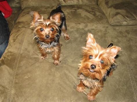 yorkshire terrier for sale washington state|cute yorkshire terriers for sale.